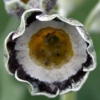 Primula Auricula Slioch - Abriachan Nurseries